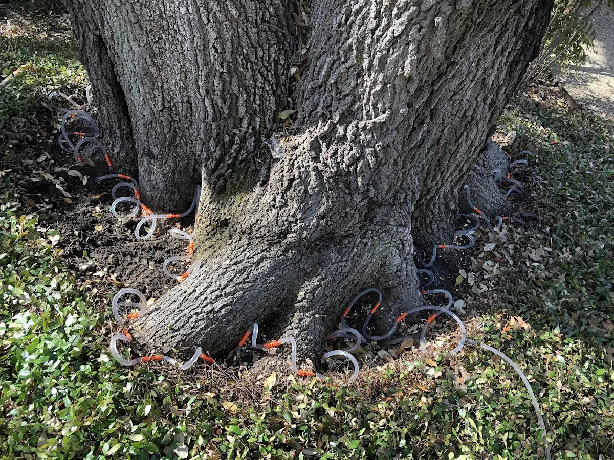 Detailed Tree Cabling and Bracing job site in Eau Galle